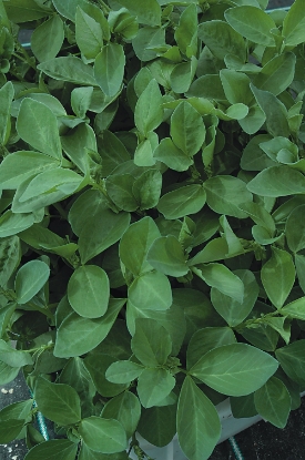 Picture of Field Beans